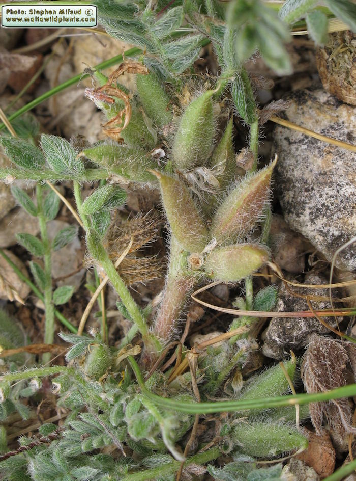 Astragalus sesameus (Smallflowered Milk Vetch) the online Flora of the